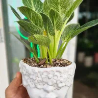 فیلودندرون برکین