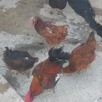 مرغ وخروس