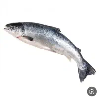 ماهی قزل الا