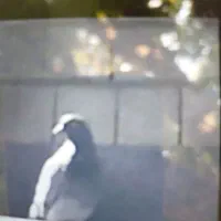 کبوتر گم شده