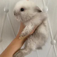 بچه خرگوش ناز دو رگه