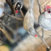 نرگسی سیلور نر   نرگسی سیلور ماده