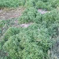 انواع سبزی جات