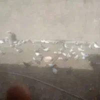 پرندگان