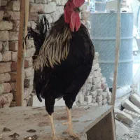خروس گلین چهل تاج