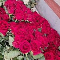 گل رز هلندی ارسال رایگان