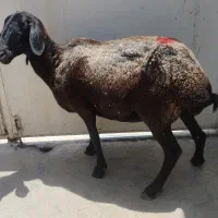 یک راس گوسفند جهت قربانی