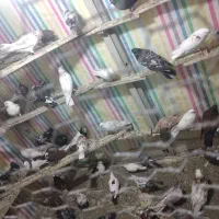 کبوتر