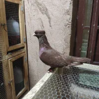 جفت سرخ گلالی