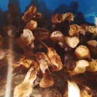 ۳۵عددجوجه گلین ۸روزه سر حال کرک شو