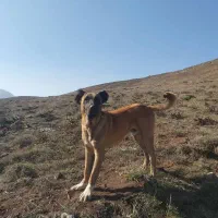 سگ دو رگه میکس قفقازی وسرابی