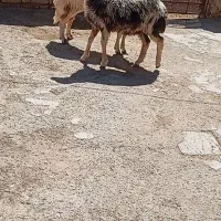 بره ماده