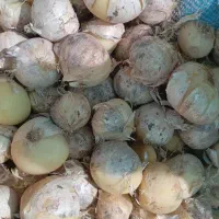 موسیر کوهی تازه