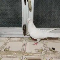 نر چشم و نوک سفید اسطوره