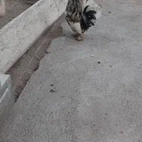 خروس پاکوتا