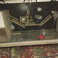 مرغ عروس فروشی