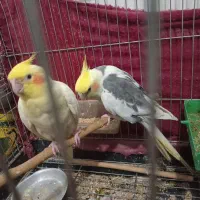 یک جفت عروس هلندی بایک عدد جوجه