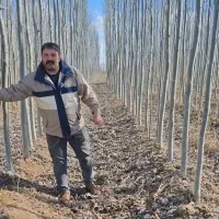 نهال۳و۴ساله پسته گردوبادام‌‌شلیل سیب ، کبوده صنوبر