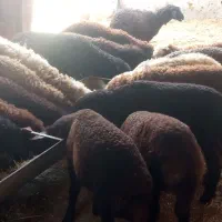 گوسفند بره ۱۷راس آماده پروار در قره تپه