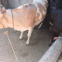 گاو کردی با گوساله ماده
