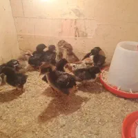 جوجه برهما و محلی