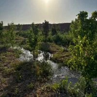 فروش-باغ-تقی-آباد-دیزج