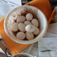 تخم مرغ گلین نطفه دار