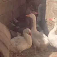 غاز