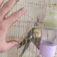 عروس فول رام جفت