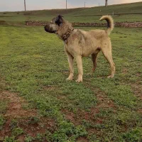 سگ سرابی|سگ|بستان آباد, |دیوار