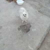 پامرانین ماده