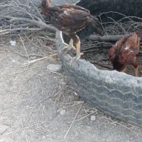 جوجه، افغانی فروشی