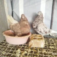 سرور دم سفید
