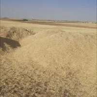 فروش وخرید کاه یونجه جو گندم
