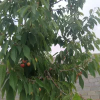 فروش-باغ-700-متری-گنبدواز