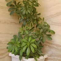 گل پنجه پری