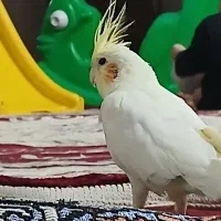 عروس هلندی نر آماده یادگیری