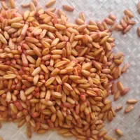 گندم گواهی شده در کیسه های نو گندم سم خورده