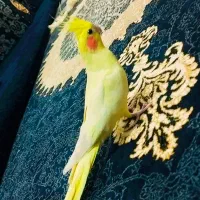 عروس هلندی