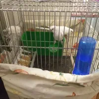 یک جفت مرغ عشق سفید تک رنگ و سهره