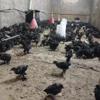 جوجه یکماهه مرندی اصیل