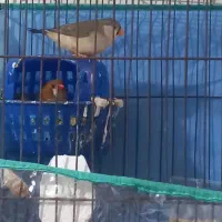 فنج اورنج جفت