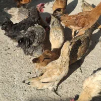 مرغ وخروس