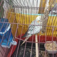 عروس هلندی طلا و تیمور