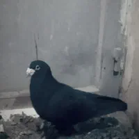 کفترزاغ وکلاغ