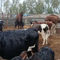 گاومیش یک ساله