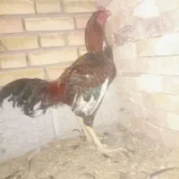 خروس لاری اصیل