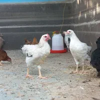 مرغ‌وخروس