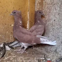 جوجه کفتر