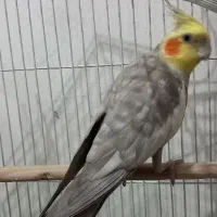نر بالغ مناسب جفت گیری کاملا سخن گو